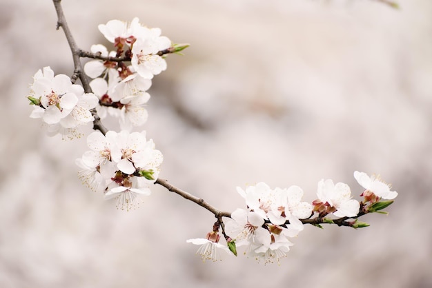 Kwitnienie Drzewa Morelowego Wiosną Z Białymi Pięknymi Kwiatami Obraz Makro Z Przestrzenią Do Kopiowania Naturalne Tło Sezonowe