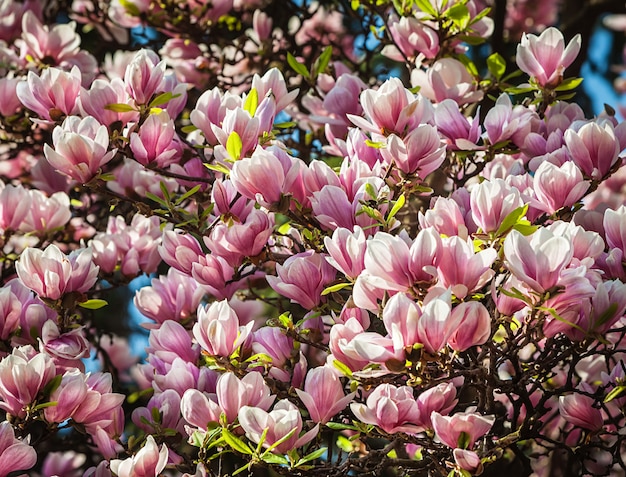 Kwitnienie kwiatów magnolii