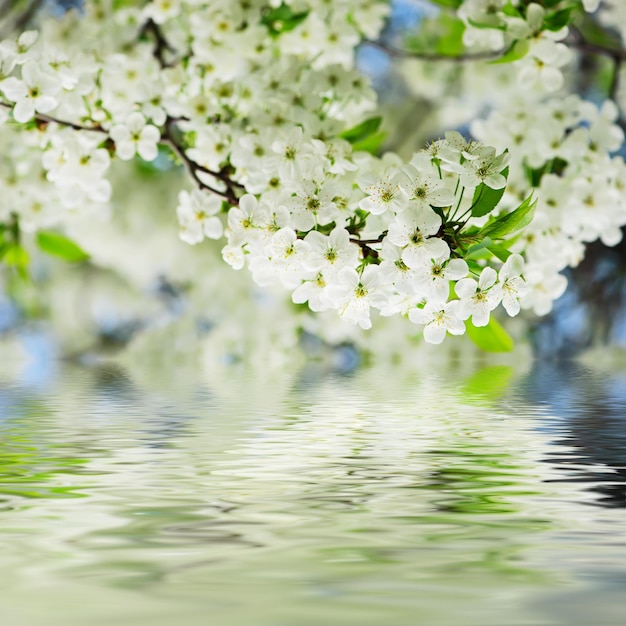 Kwitnienie kwiatów wiśni wiosną z zielonymi liśćmi i odbiciem wody, makro