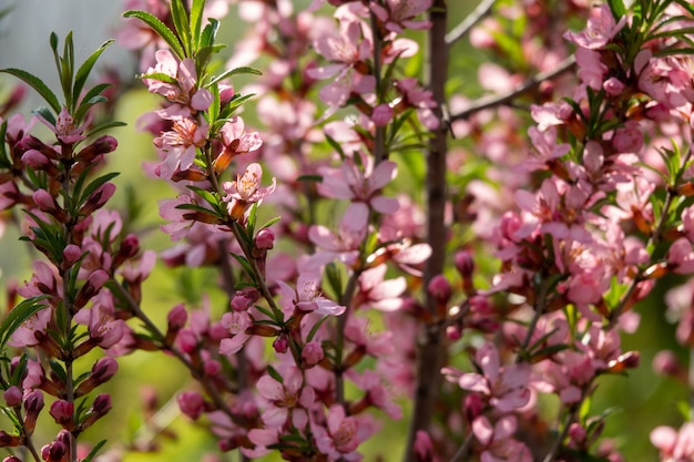 Kwitnienie rodziny migdałów Rosaceae na powierzchni letniego ogrodu aptekarza