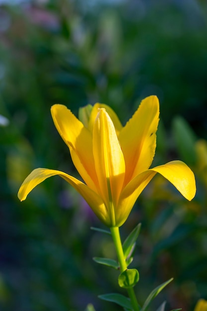 Kwitnij żółtą lilię w makrofotografii letniego zachodu słońca