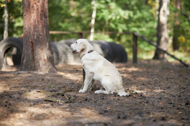 Kynolog trenuje golden retrievera w parku latem. golden retriever szczeniak z obsługi psa.