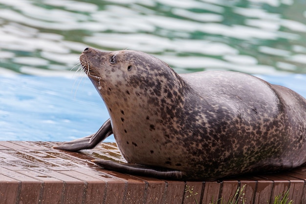 L foki morskie zwierzę w zoo