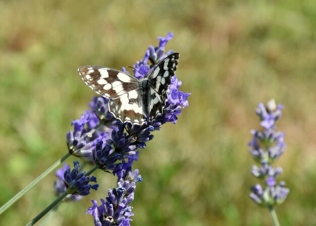 La farfalla Macaone