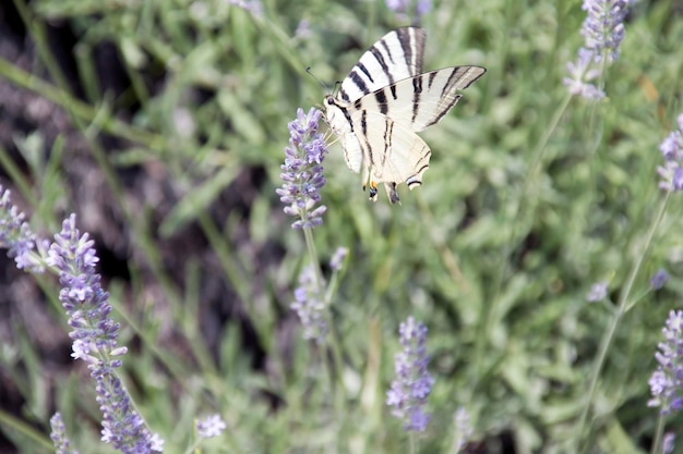 La farfalla vola sopra i perfumati fiori della lavanda