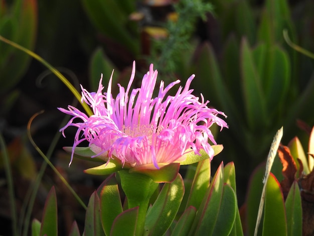 La flor de un cactus marino