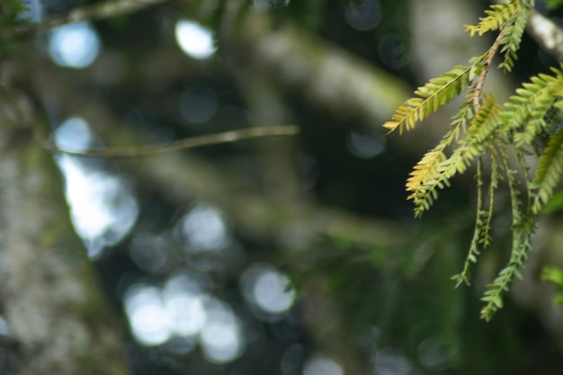 la naturaleza