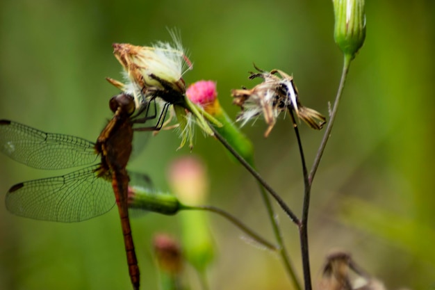 la naturaleza