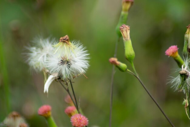 la naturaleza