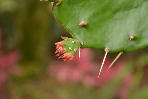 la naturaleza