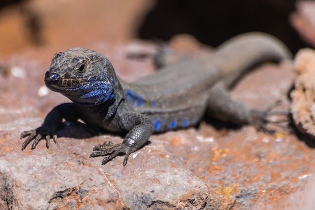 La Palma Jaszczurki Męski Portret (gallotia Galloti Palmae) Na Skale Z światłem Słonecznym