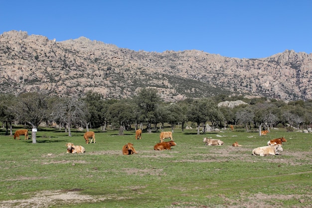 La Pedriza To Duży Granitowy Batolit Położony Na Południowym Zboczu Sierra De Guadarrama