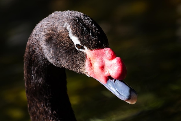 Łabędź Czarnoszyi Ptaki I Ptaki Wodny świat I Fauna Przyroda I Zoologia