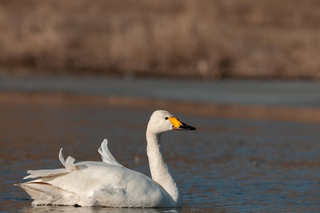 Zdjęcie Łabędź krzykliwy cygnus cygnus pojedynczy ptak na wodzie