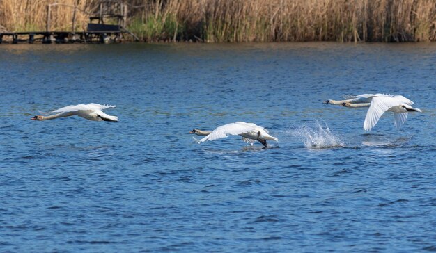 Łabędź niemy Cygnus olor Łabędzie lecące nisko nad rzeką