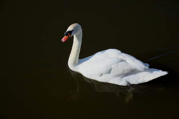 Łabędź niemy (Cygnus olor) na Oulton Broad