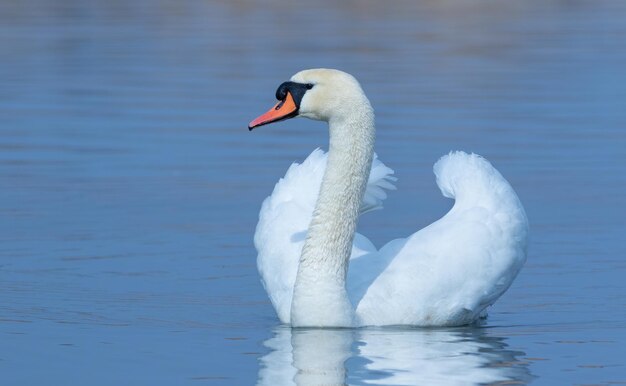 Łabędź niemy Cygnus olor Ptak unosi się na rzece