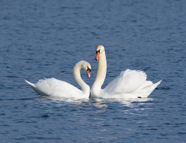 Łabędź niemy Cygnus olor Samiec i samica łączą się jak gruchająca ze sobą rodzina