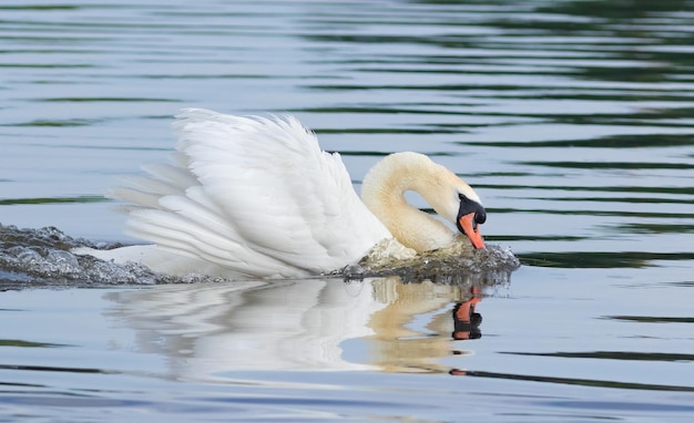 Łabędź niemy Cygnus olor Samiec płynie w dół rzeki z groźnym spojrzeniem, aby odstraszyć rywali