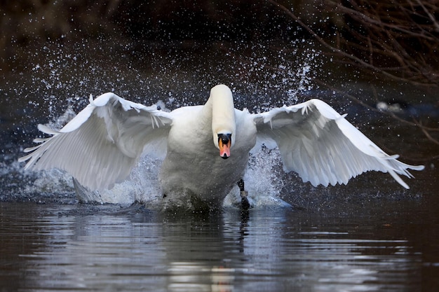 łabędź niemy cygnus olor