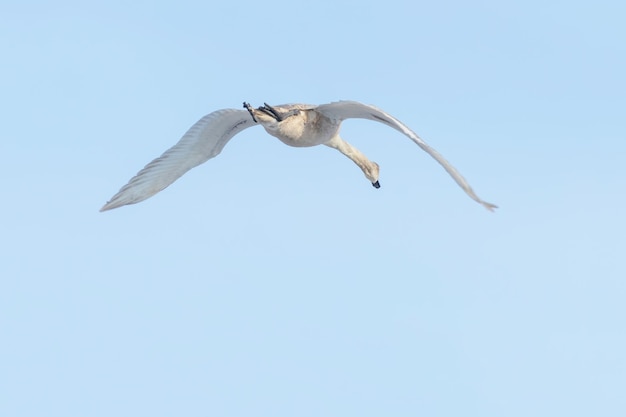 Łabędź niemy w locie błękitne niebo (Cygnus olor)