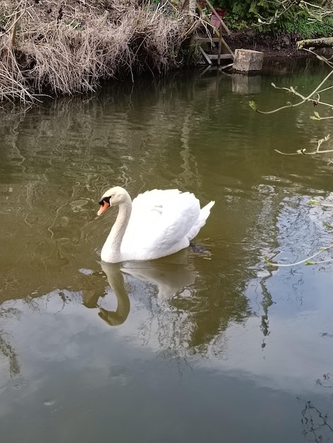 Łabędź pływający w stawie z drzewem w tle.