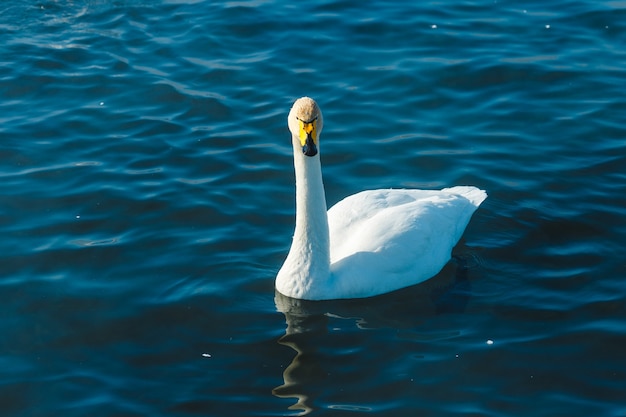 Łabędź pływanie w wodzie w jeziorze na świeżym powietrzu