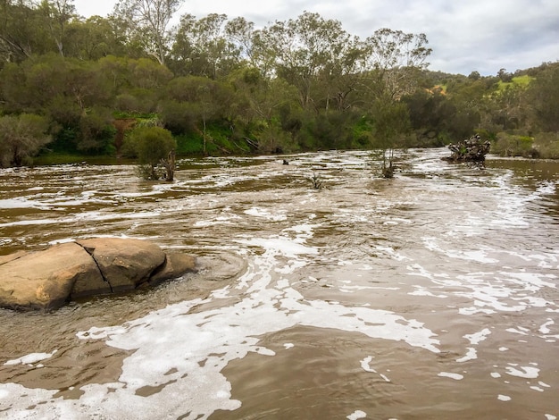 Zdjęcie Łabędź rzeka płynie przez drzewa