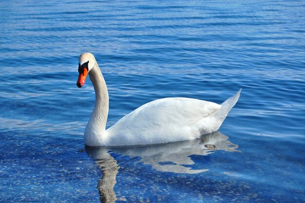 Łabędź w jeziorze Ohrid Macedonia