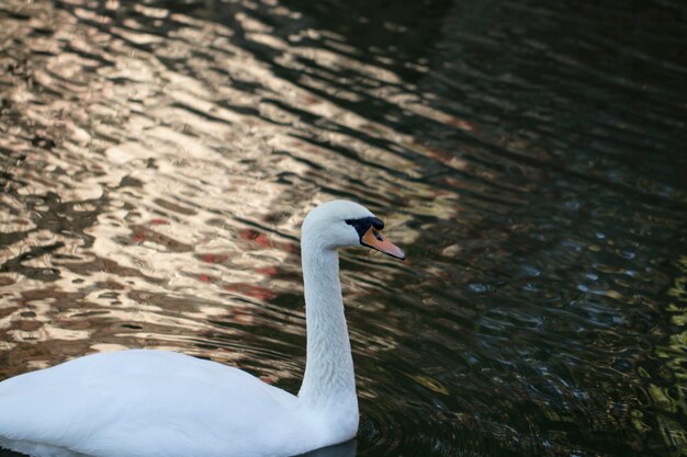 Łabędź w naturze