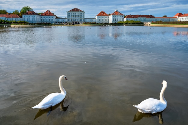 Łabędź W Stawie W Pobliżu Pałacu Nymphenburg Monachium Bawaria Niemcy