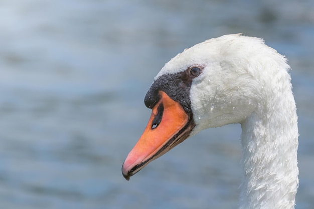 Łabędź Zbliżenie, Portret łabędzia, Łabędź