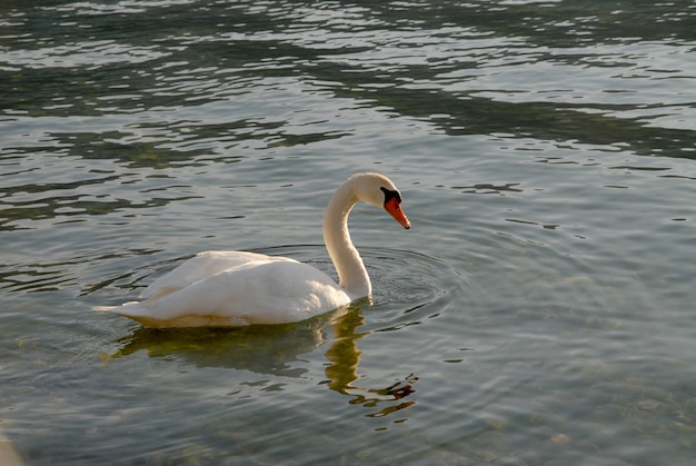 Łabędź