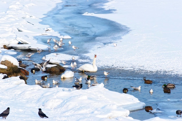 Łabędzie i kaczki w Langelinie Park Pond zimą w Kopenhadze. Langelinie to molo, promenada i park w centrum Kopenhagi w Danii, gdzie znajduje się pomnik Małej Syrenki