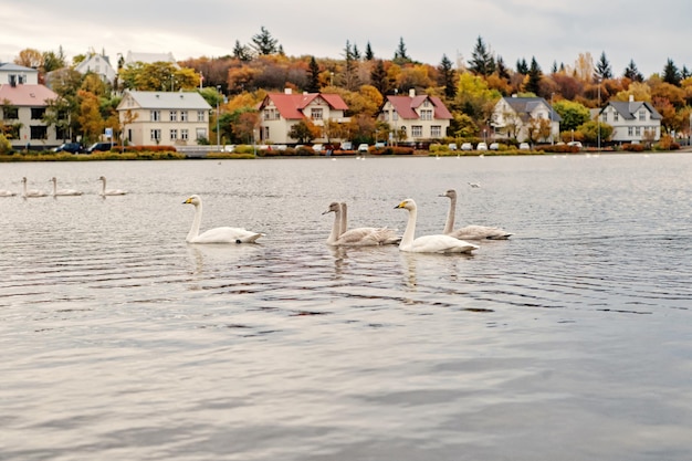 Łabędzie w stawie w reykjaviku, islandia. Łabędzie z białym upierzeniem na powierzchni wody. Stado ptactwa wodnego na podmiejskich domach. Zwierzęta w dzikiej przyrodzie i dzikiej przyrodzie.