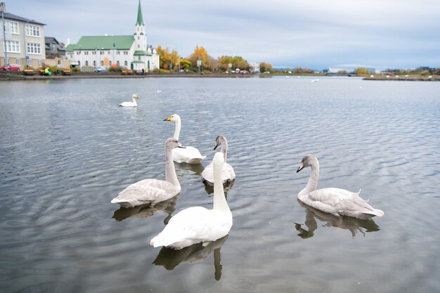 Łabędzie w stawie w reykjaviku w islandii. Łabędzie przepiękne na szarej tafli wody. Środowisko naturalne zwierząt. Ptactwo wodne z potomstwem unoszącym się na stawie. Koncepcja środowiska naturalnego łabędzie. Wspaniały ptak łabędź.