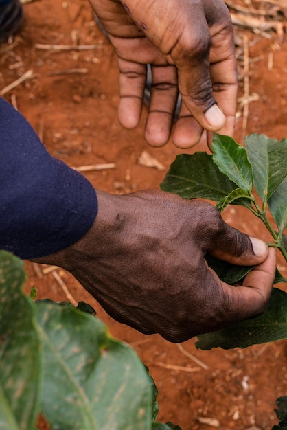 Laboratorium badań zbiorów liści kawy w Kenii Krajobraz rolnictwo rolnictwo Agribusiness