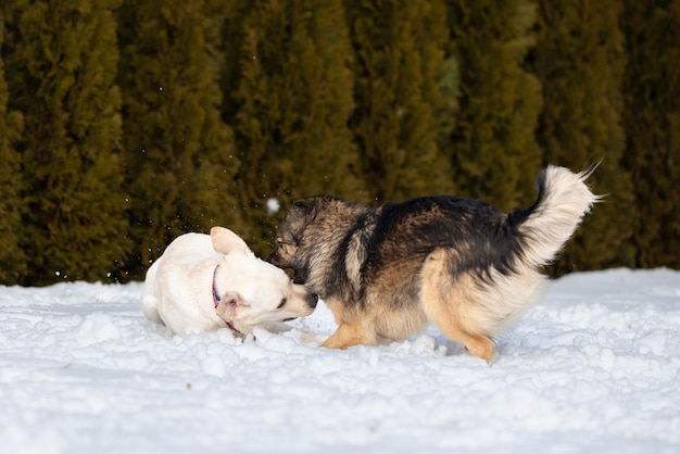 Labrador i kundel bawią się w śniegu psy mają otwarte pyski