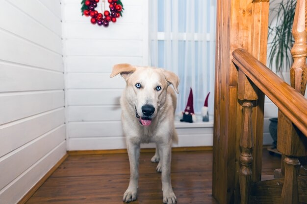 Labrador Na Jasnym świątecznym Tle Z Bliska