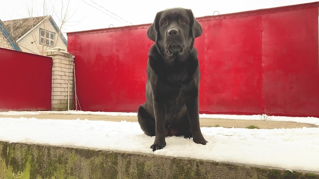 Labrador na przemian siedzi i stoi Portret zwierzaka Zwierzę pies jest czarny