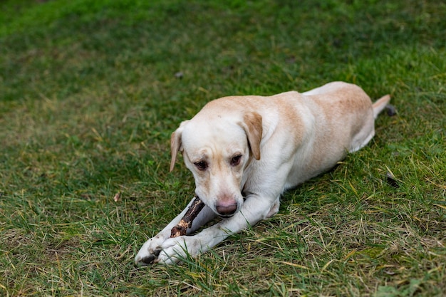 Labrador na spacerze w parku