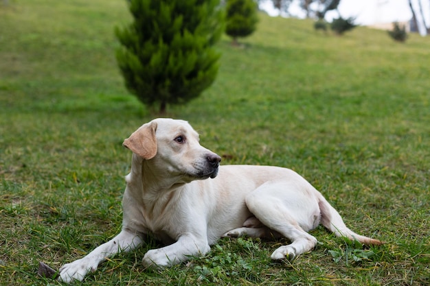 Labrador na spacerze w parku