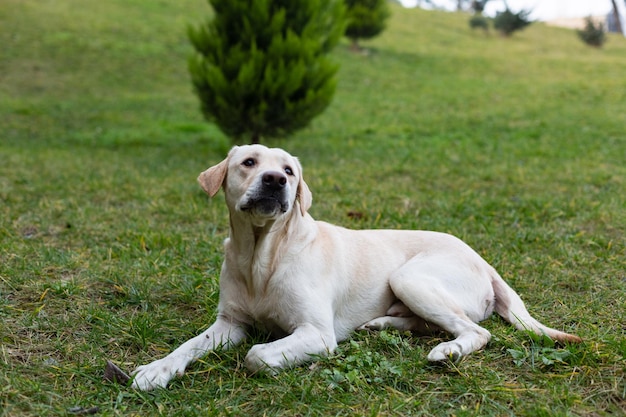 Labrador na spacerze w parku