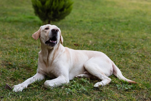 Labrador na spacerze w parku