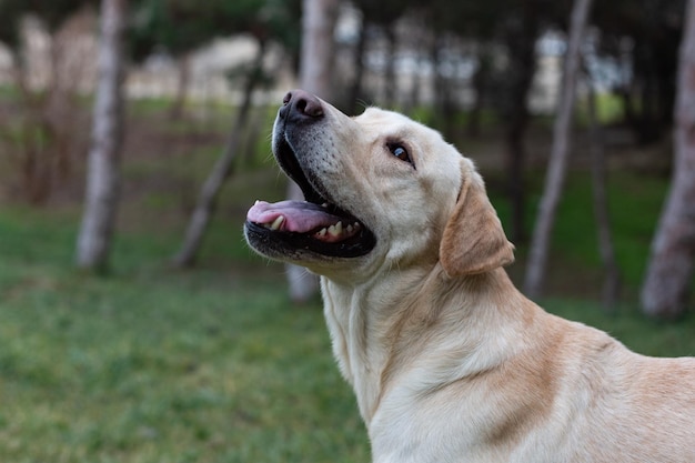 Labrador na spacerze w parku