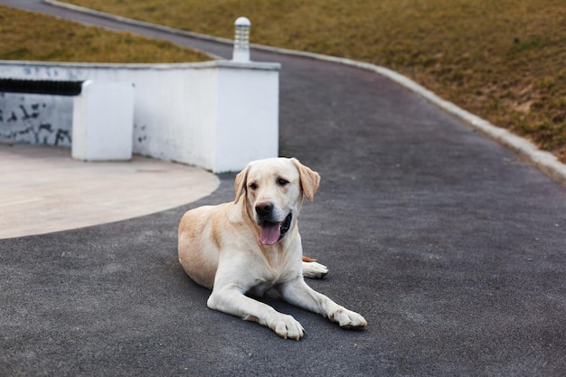 Labrador na spacerze w parku