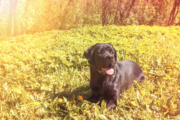 Labrador na trawie w parku