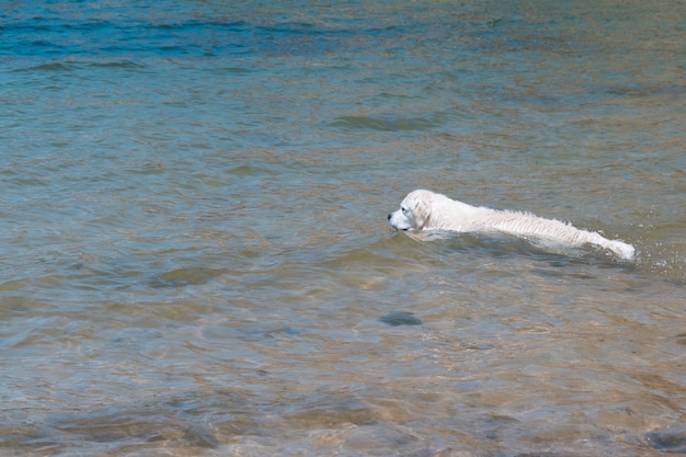 Labrador pływa w morzu pies bawi się w wodzie mokre futro