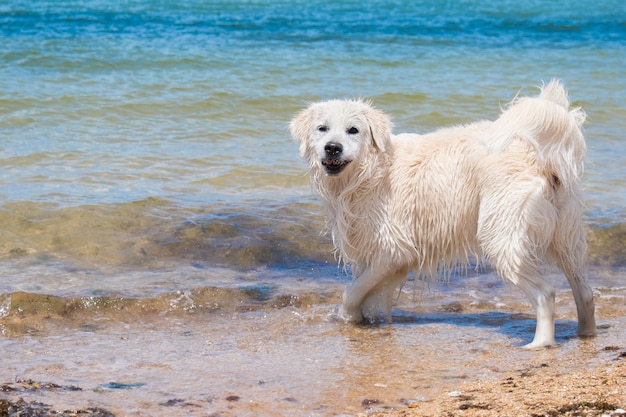 Labrador pływa w morzu pies bawi się w wodzie mokre futro