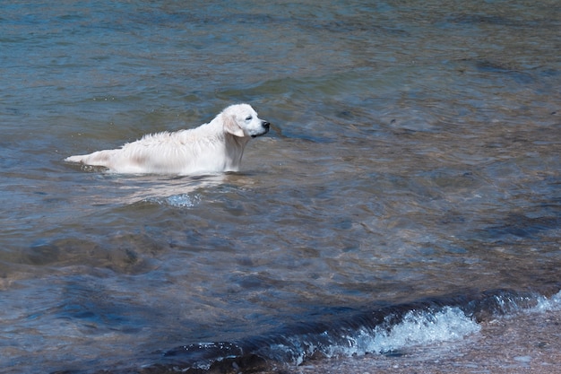 Labrador pływa w morzu pies bawi się w wodzie mokre futro